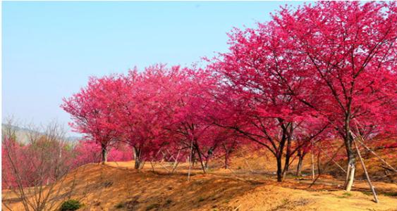 深圳出发 新丰广东最大樱花基地 樱花峪赏樱花一日游