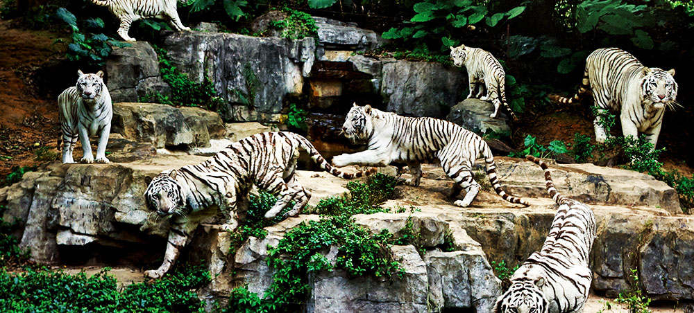 老虎假山猜成语_鱼池假山图片(3)