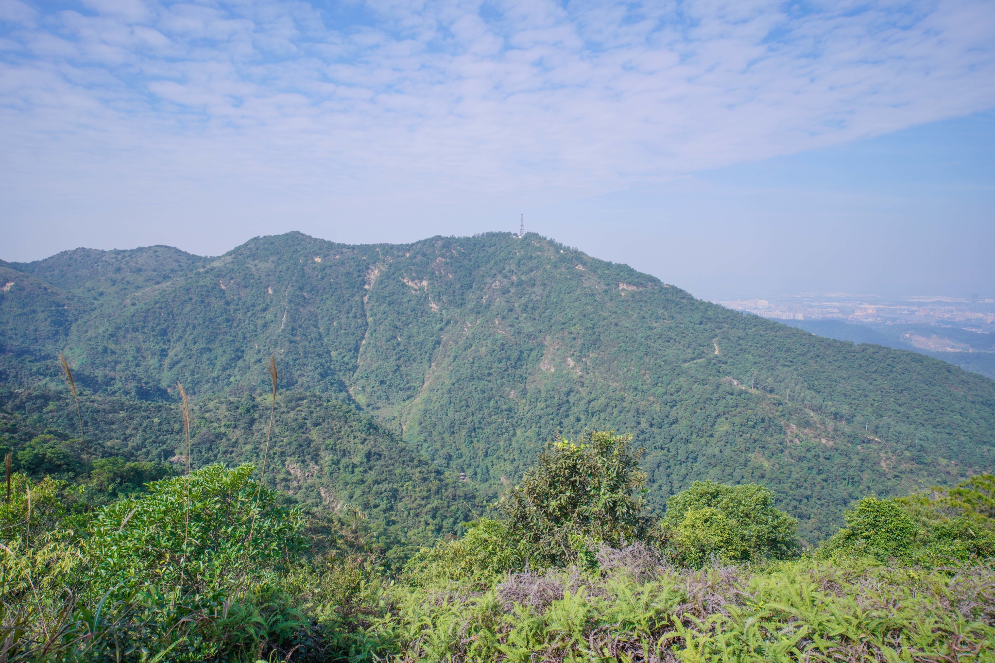 佛山高明茶山,只为拍照不为鸡之旅