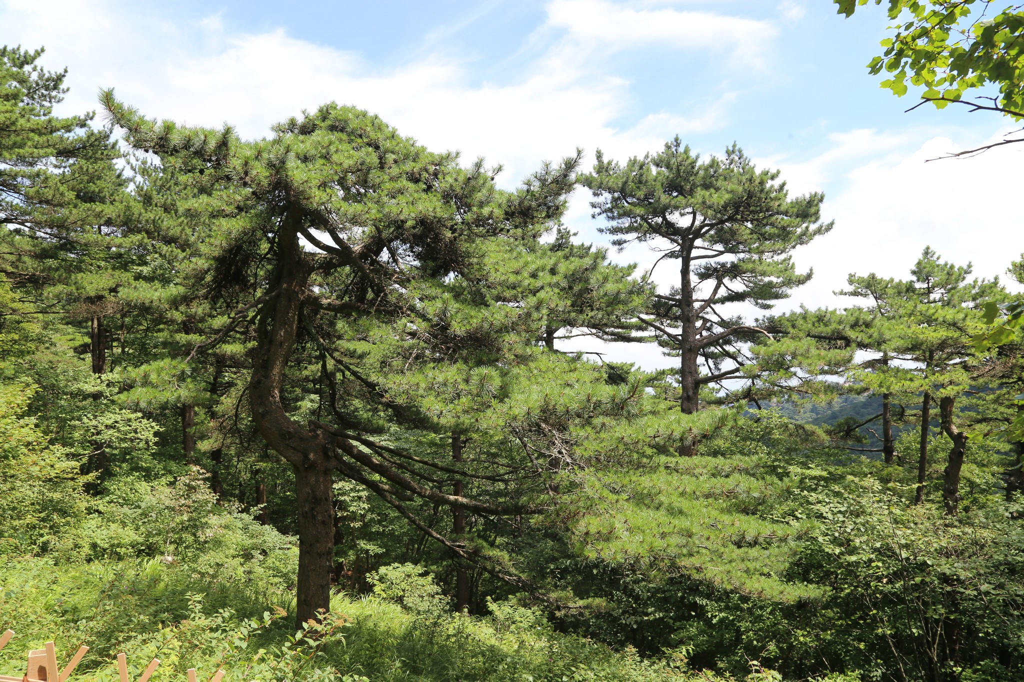 2015年的夏天,最美的山和画里的村