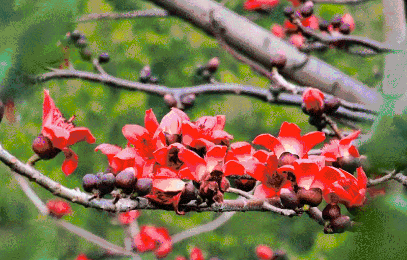 壁纸 花 水果 桌面 800_512 gif 动态图 动图