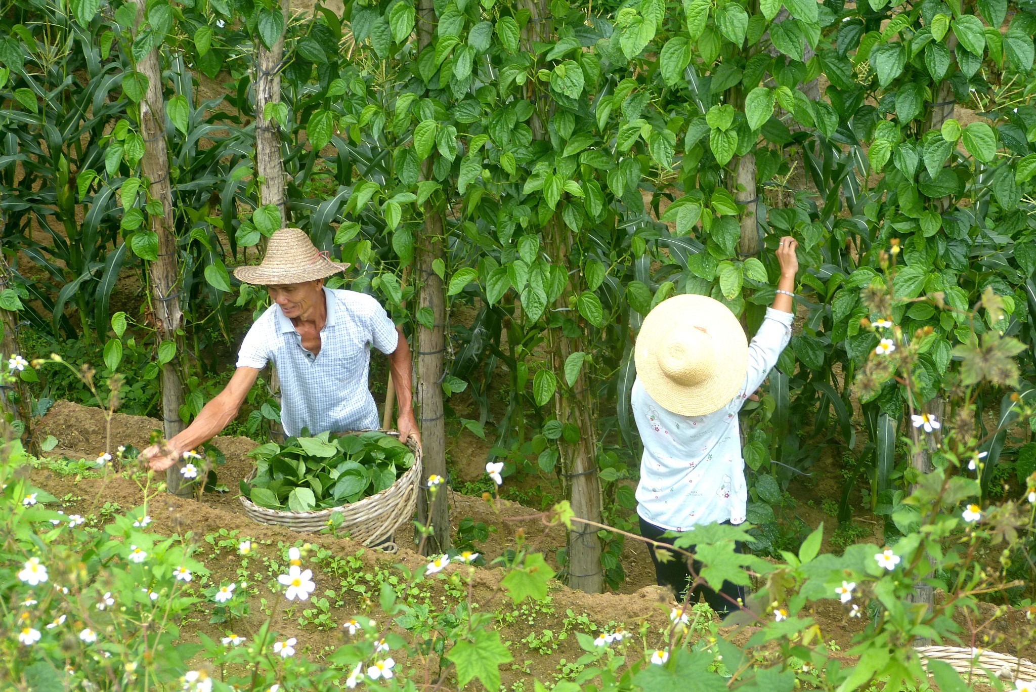 采摘蒌叶(包槟榔嚼食的叶子;参看上文1月1日有关照片的说明)