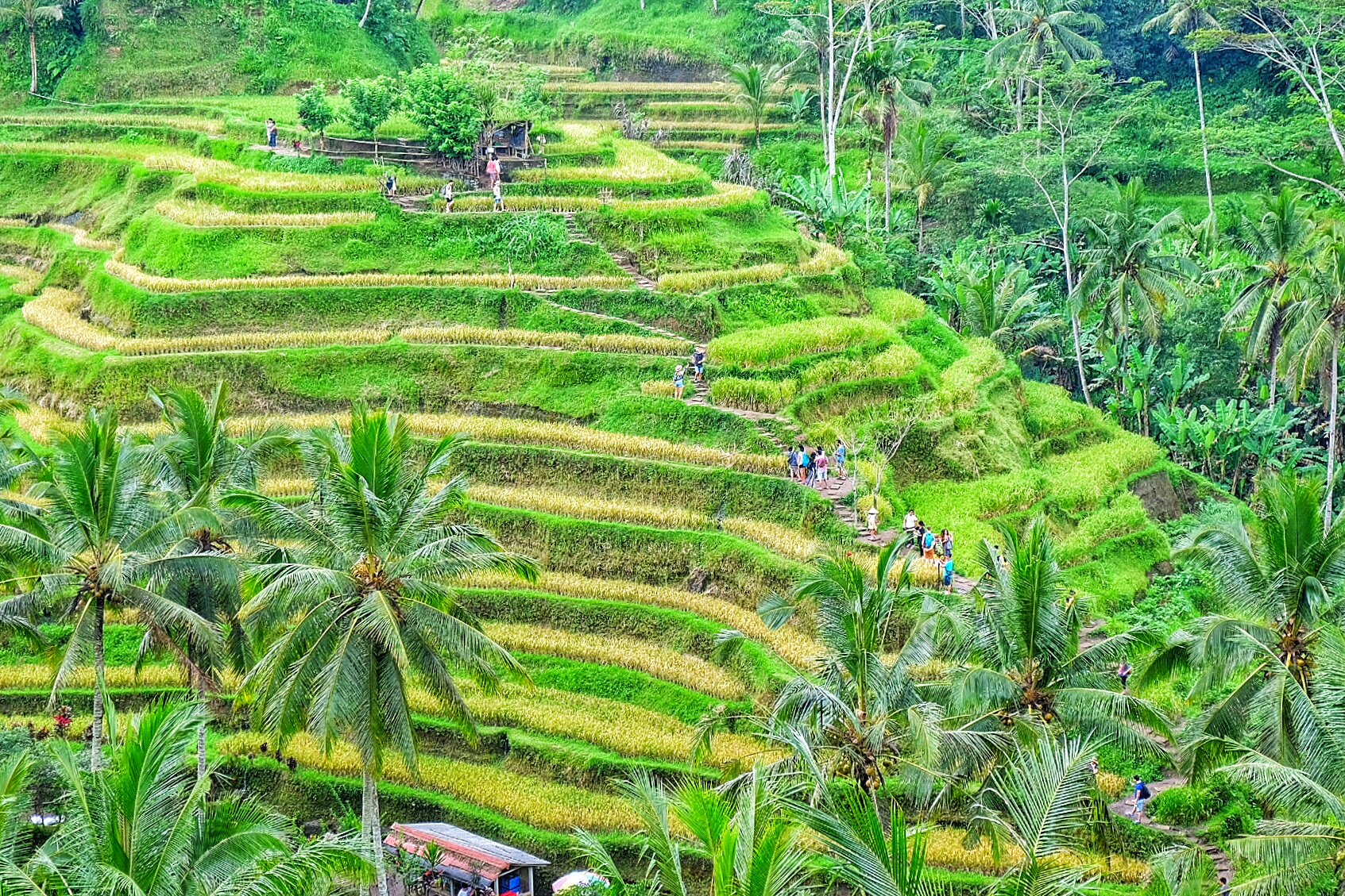 巴厘岛关于购买电话卡和wifi问题