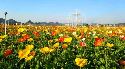 富川神仙湖花海门票