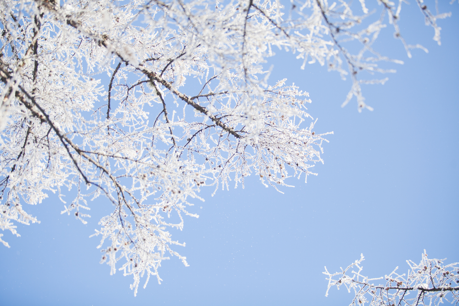 冬日呼伦贝尔,和冰雪世界谈一场童话里的恋爱(附雪景拍摄教程)