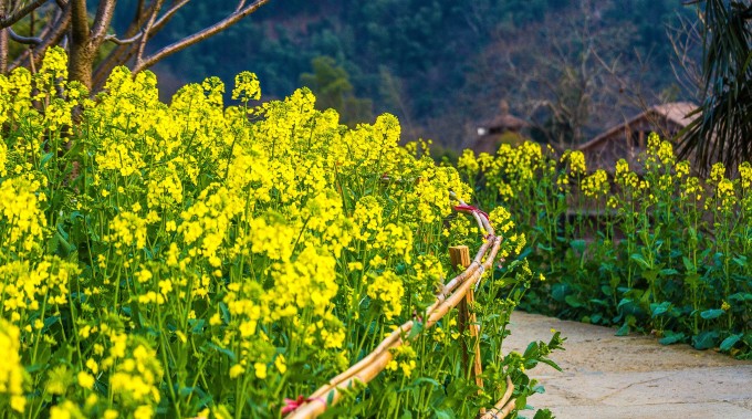 篁岭古村所处的石耳山脉,属于江南丘陵,山不高,但山体连绵,往往是一山连着一山,即使站在高岗上,你也望不到山脉的边际。而石耳山的地质构成很单一,基本山坡是黄色的松土覆盖,雨天会较快渗水,还会发生垮塌。所以想在山坡上开垦梯田实属不易。然而篁岭的先民们在长期与自然的奋斗中,总结出一套在高山间修筑梯田的方法。现今人们到篁岭,能看到山间的近万亩梯田,那就是村民们在很长的时间里积累起来的。