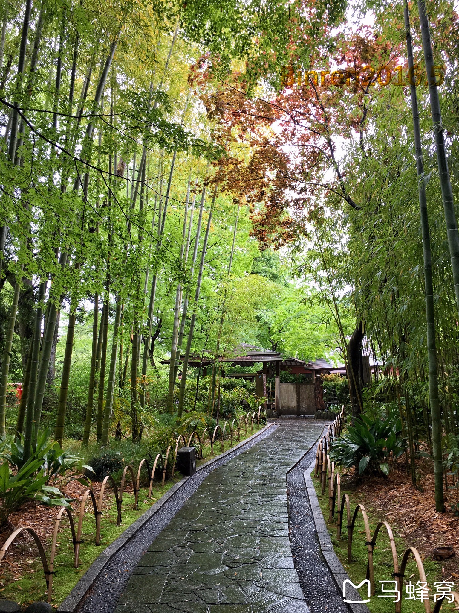 竹林小径(bamboo forest path)