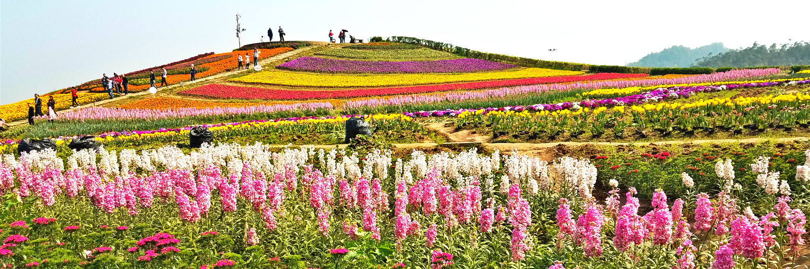 铜梁奇彩梦园 一个鲜花盛开的美丽村庄