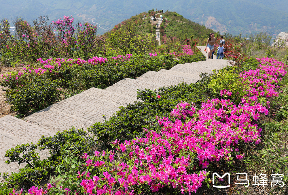 宁波杜鹃花胜地:金峨山上映山红