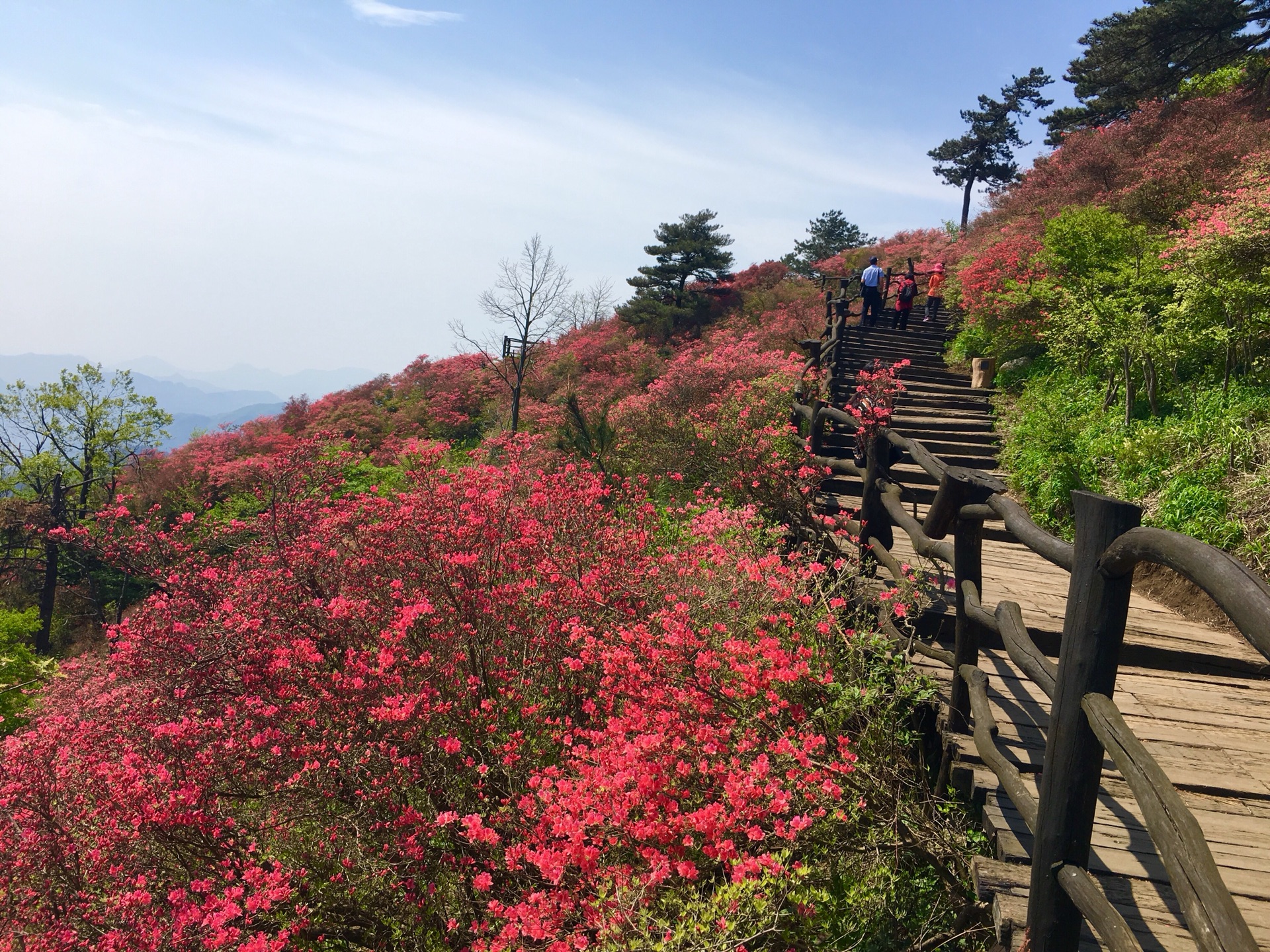 挺进大别山,龟峰赏杜鹃(含交通攻略及大量美图)