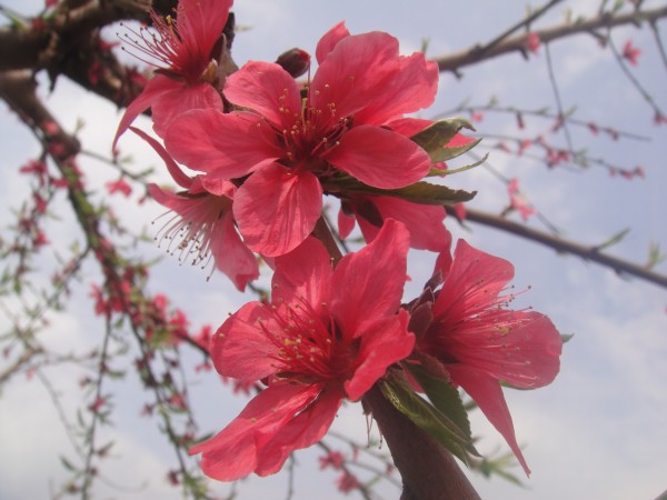 三月三,去赏花(赣州信丰县城绕大塘、坪石骑