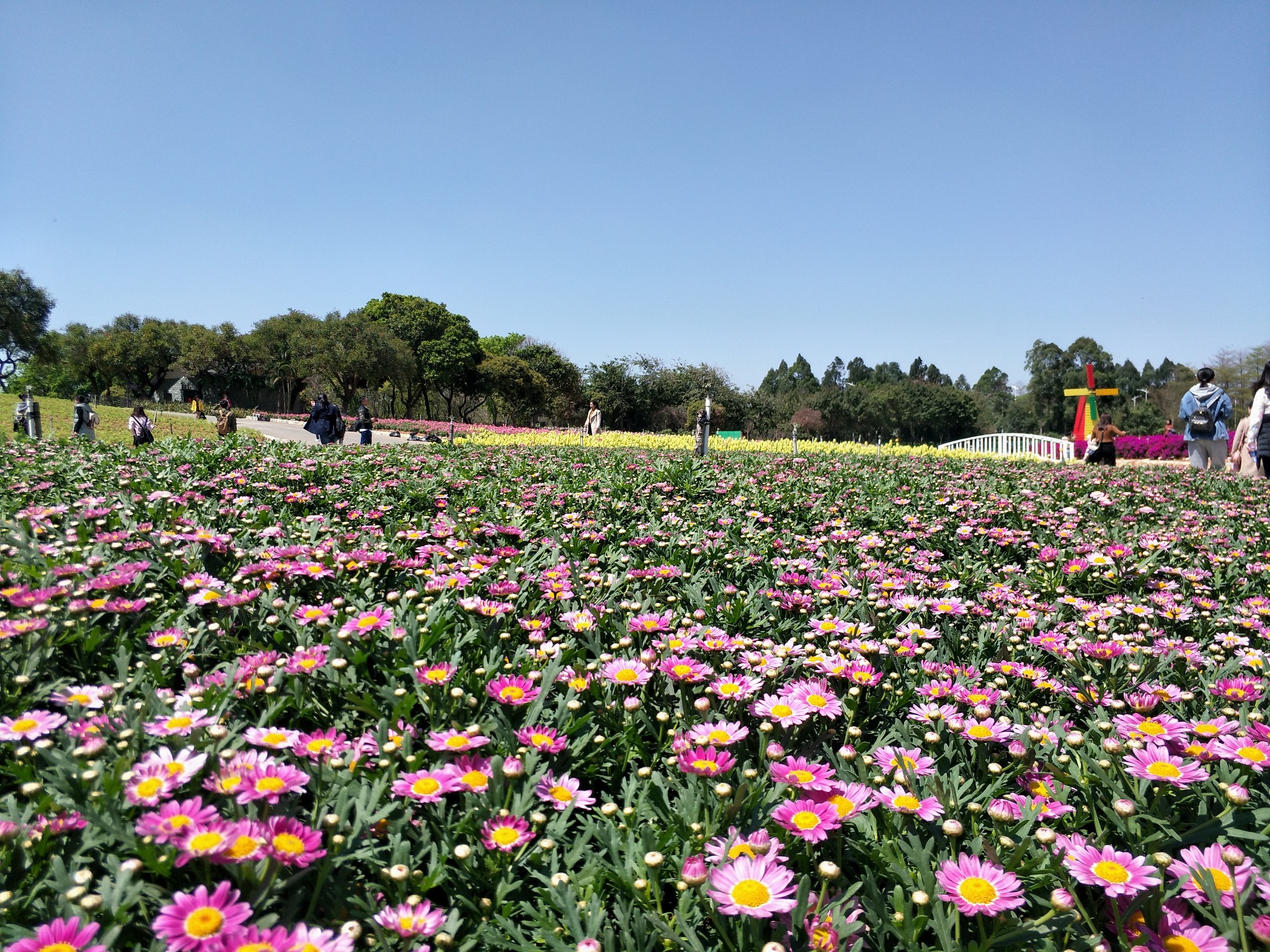 爱在七夕爱在东莞松山湖花海农家乐松湖生态园的花海里