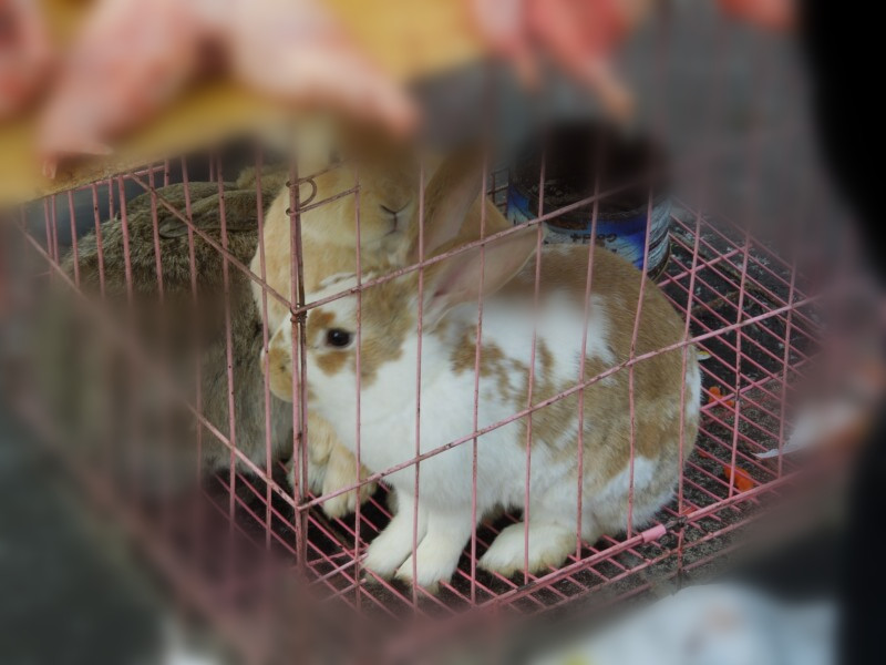 北大营 狗市