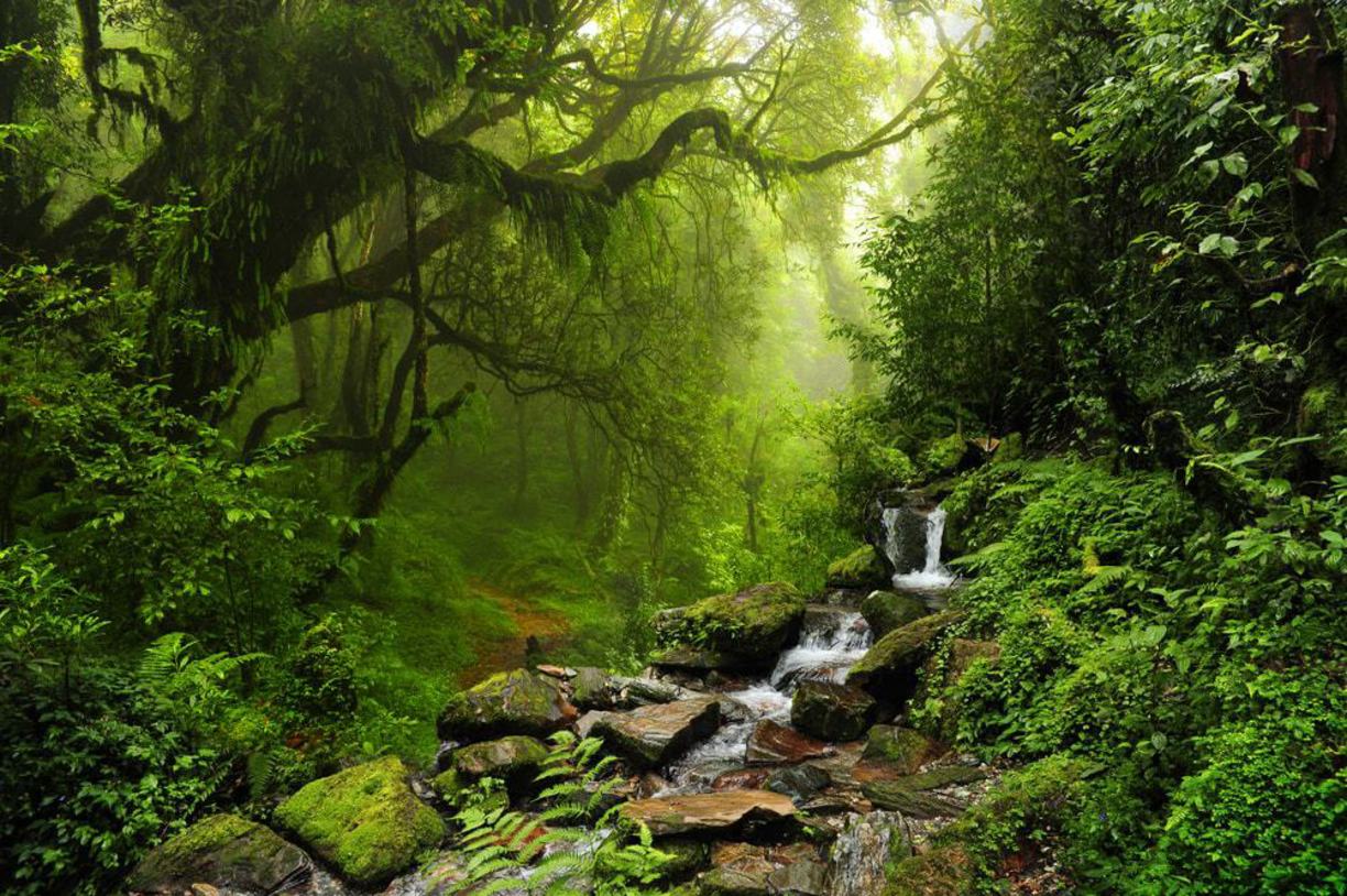 澳大利亚 丹特里雨林 daintree rainforest 门票 即买