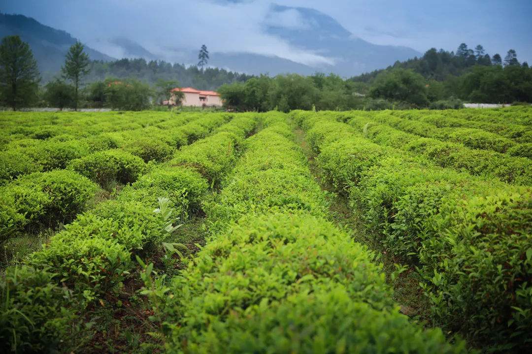 林芝各县经济总量_林芝到各县的分布图