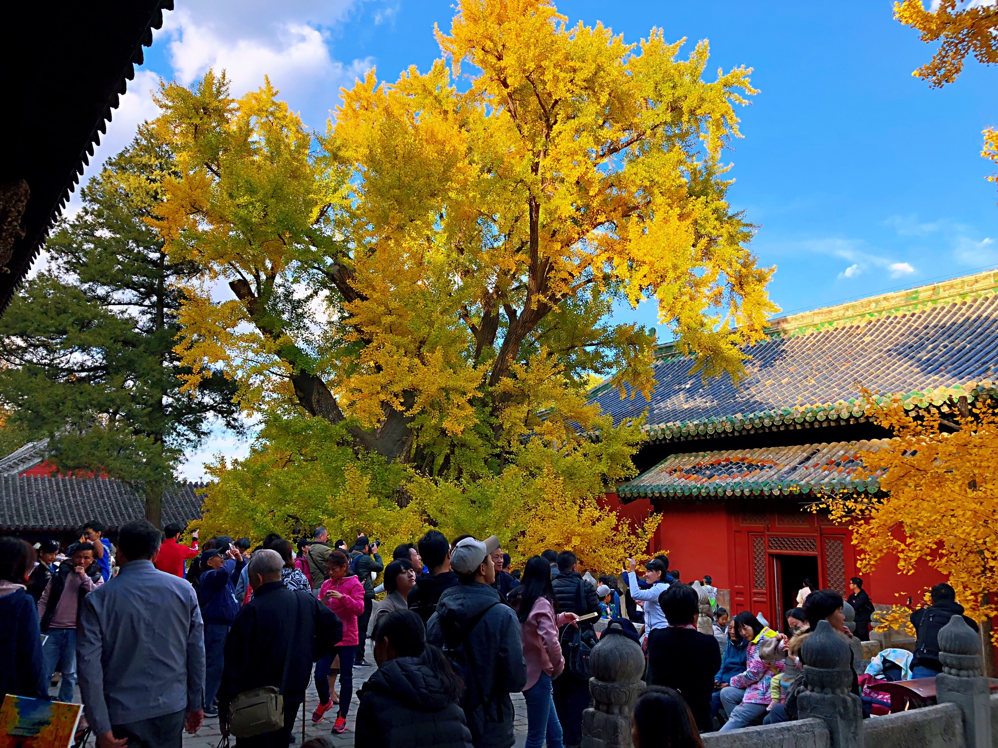 一棵树一家人一段静静的小时光游大觉寺