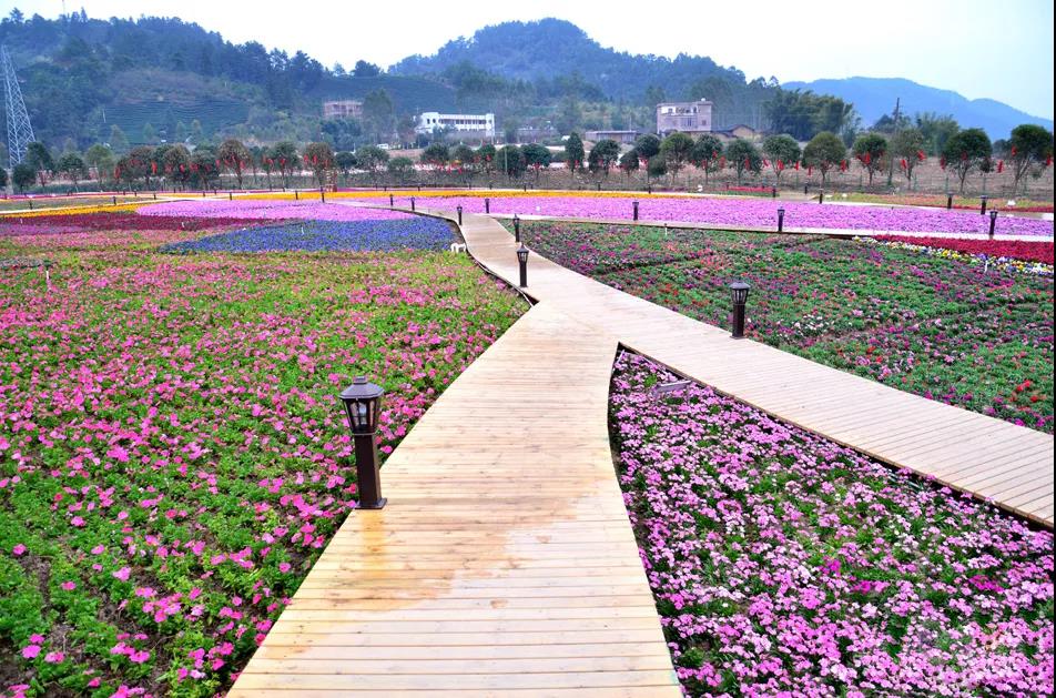 深圳出发花海与枫贺州 桂林联游高铁3天2晚之旅(千年黄姚古镇 浪漫