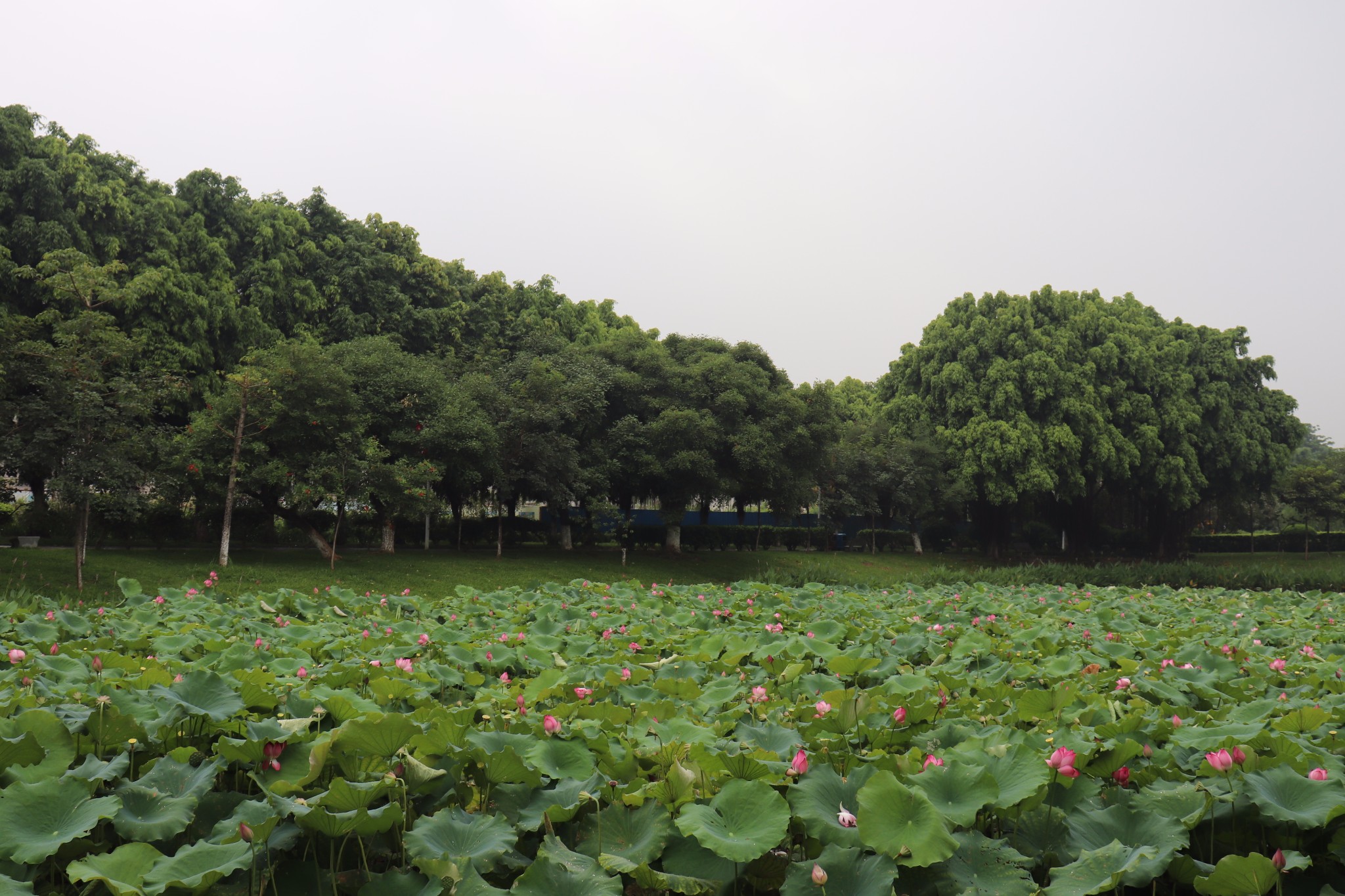 一人游雨天松湖烟雨,东莞旅游攻略 - 马蜂窝