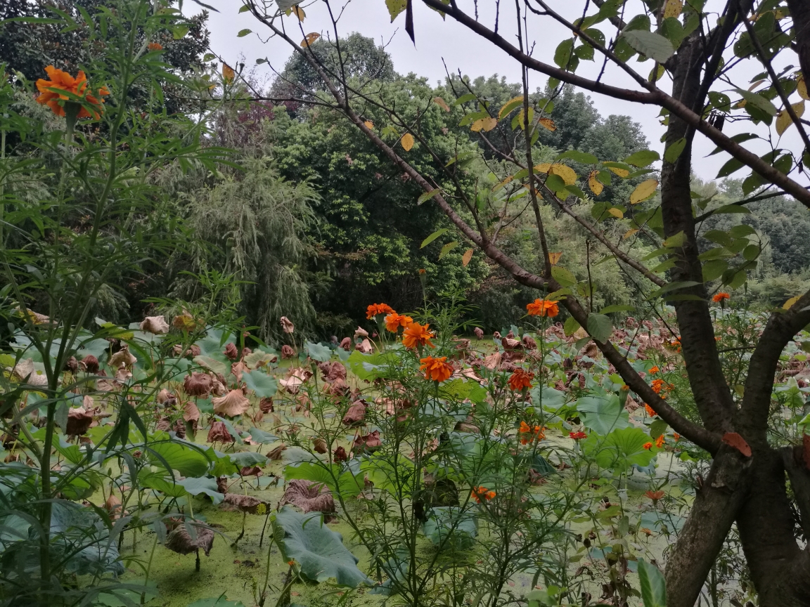 花小溪猜成语_小溪简笔画(2)