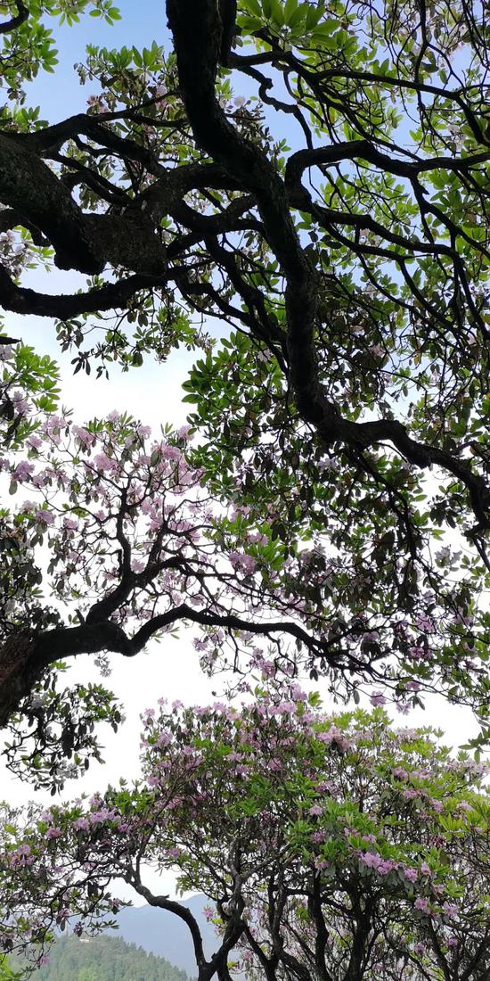 从上海出发到台州天台山,到底是乘高铁到台州