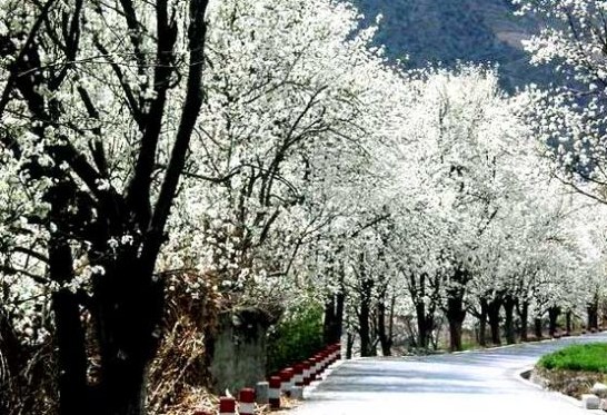 2012成都新津梨花节时间-地点-门票-赏花路线旅游攻略