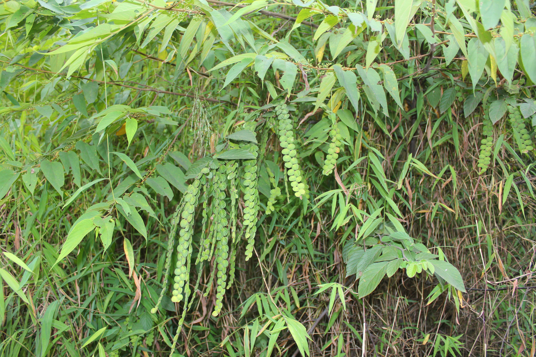 豆科排钱草