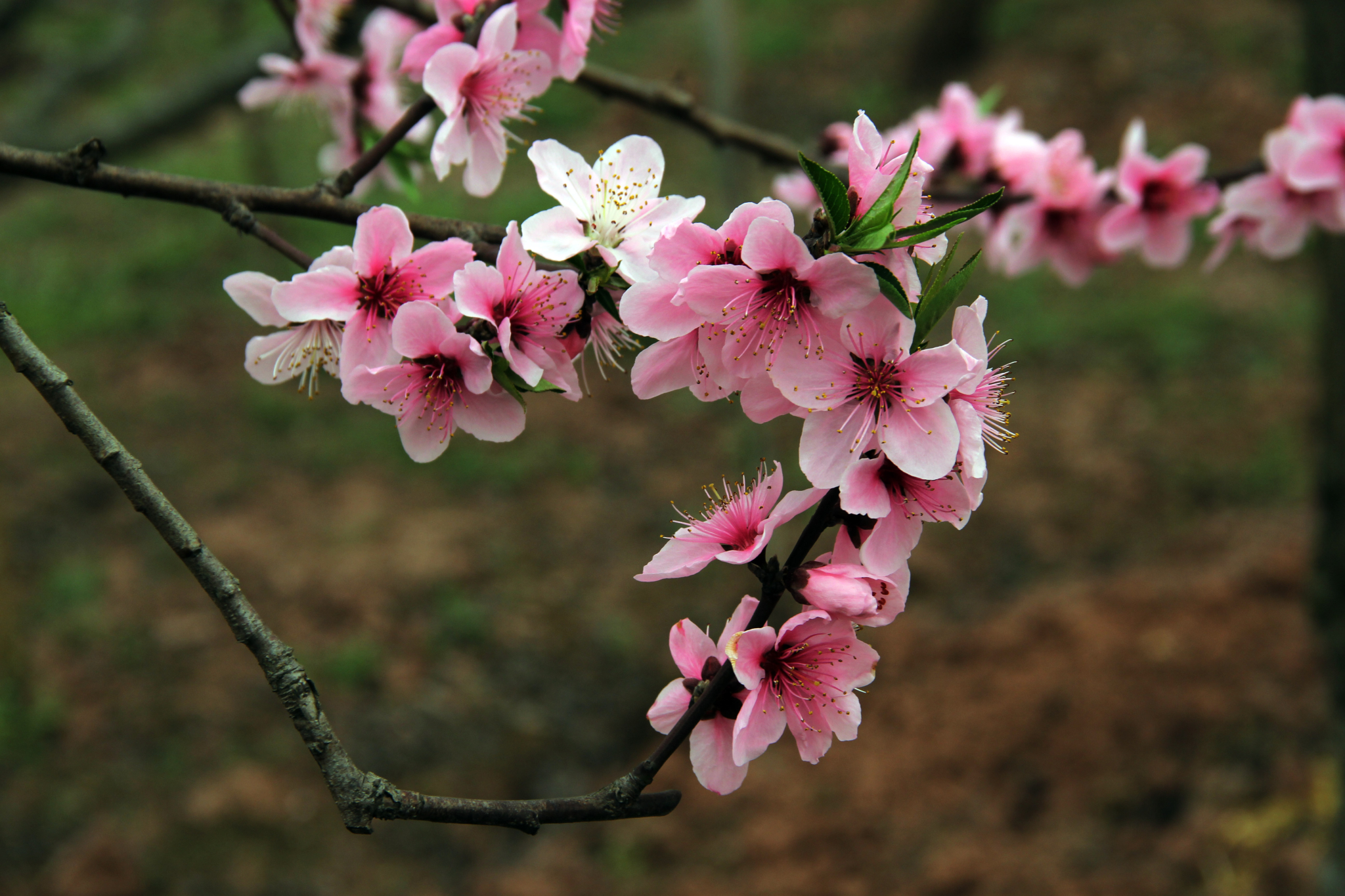 龙泉桃花节