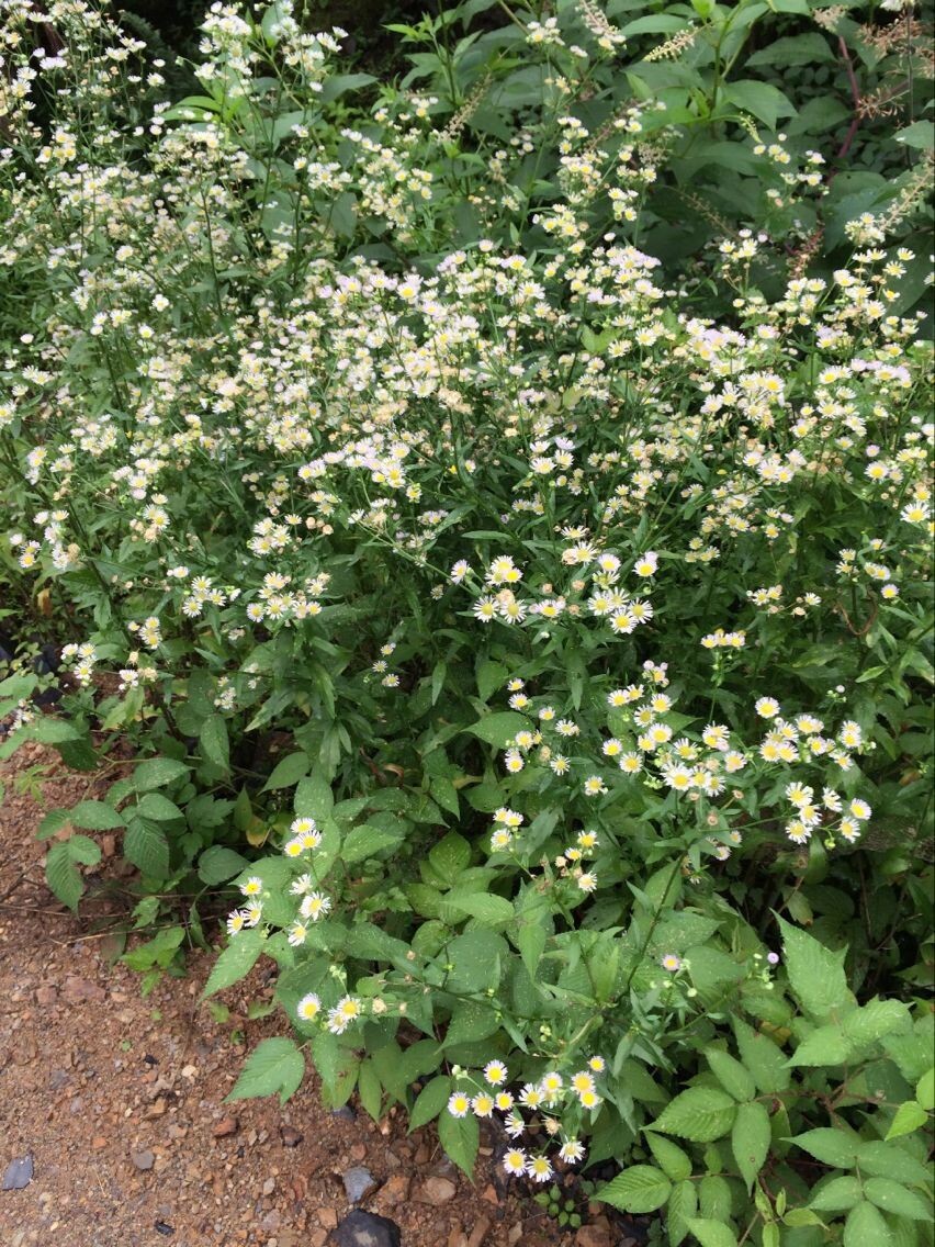 世外桃源、淳朴农家--宣城宁国飞峡谷探秘游记