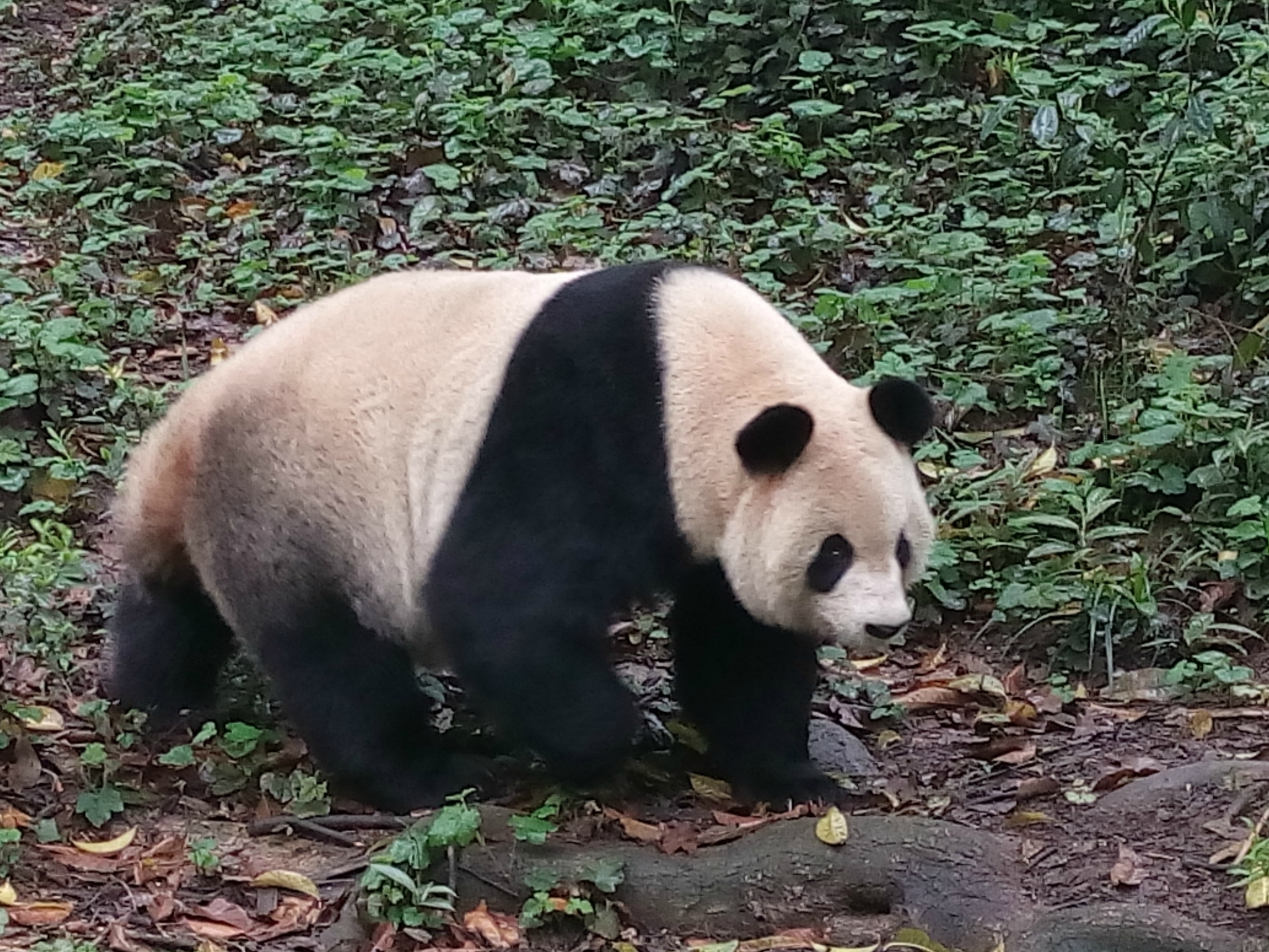 中国大熊猫保护研究中心雅安碧峰峡基地