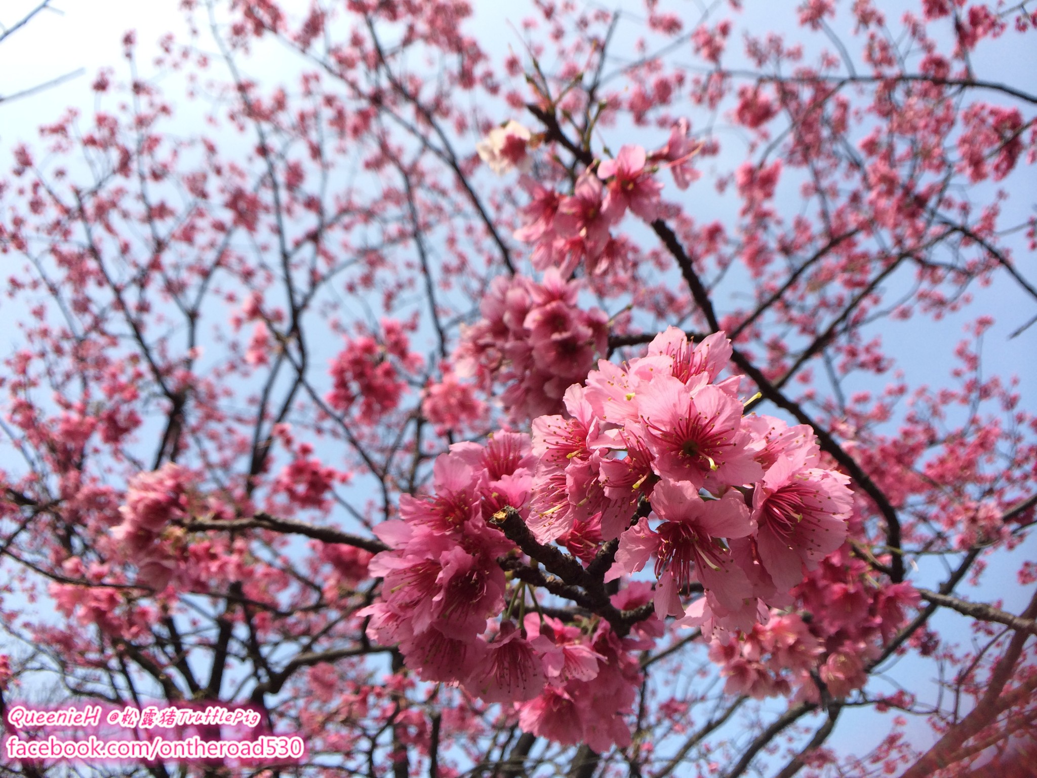 我家乡的樱花2月就开怂