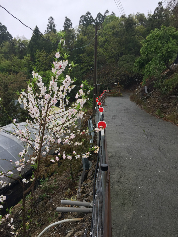 桃园,往返2000不到搞定的。 铁路 台湾高铁和