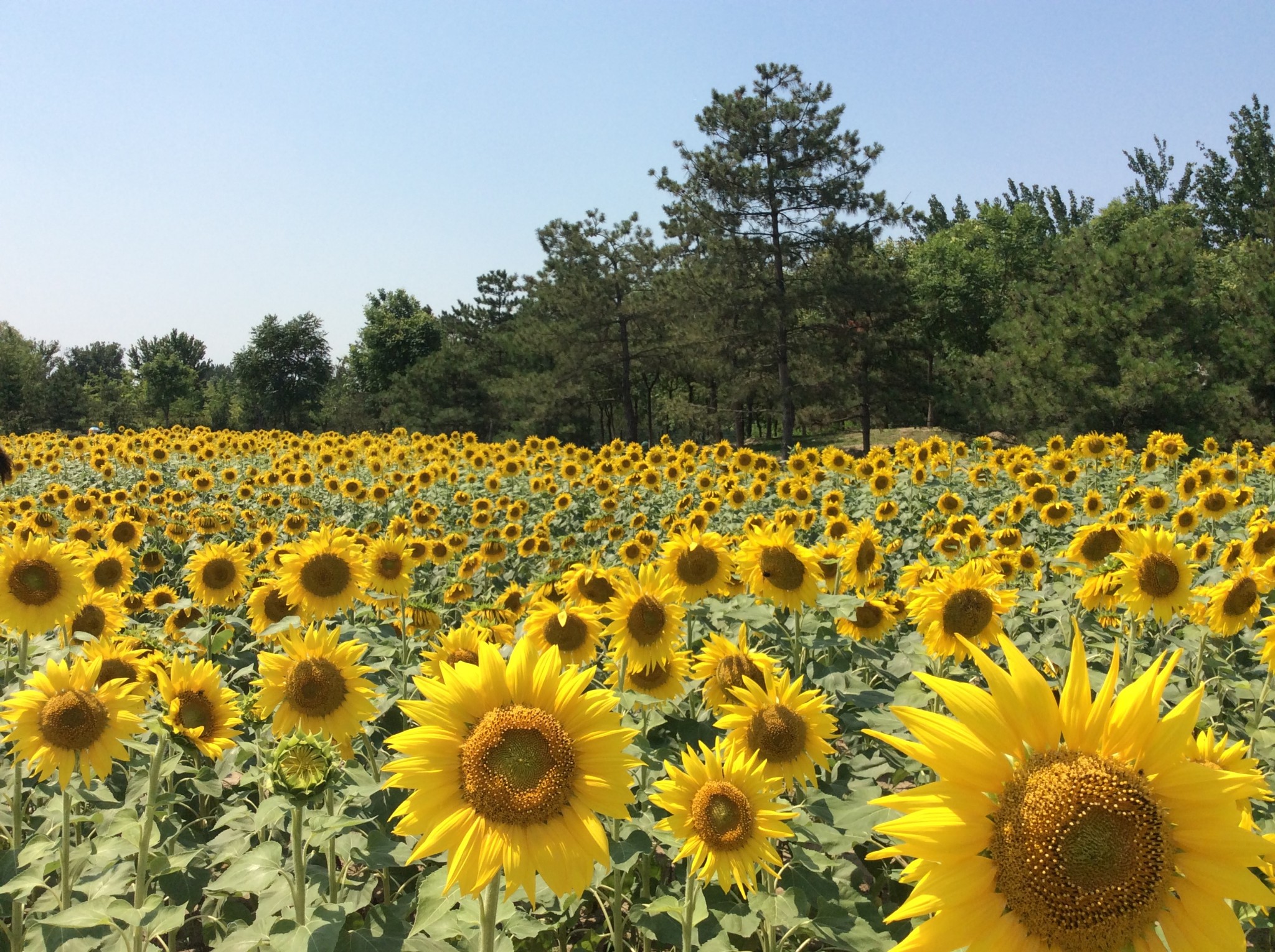 消夏计划#奥森百亩葵园.向日葵花海,比想象中更美
