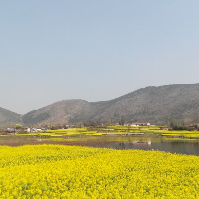 汉中·南郑·油菜花