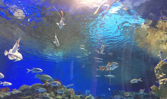 成都海昌极地海洋公园:让南北两极,从此没有距离 作为西南地区汇集南北极海洋动物的主题公园,成都海昌极地海洋公园自2010年开园以来,让超过1000万个家庭与海豚、白鲸成为最亲密的朋友,让南北两级从此没有距离。公园拥有8大动物场馆、7大王牌表演、4大主题游乐区,1座全新开幕的梦幻水母馆,在这里,不仅可以看到北极熊、帝企鹅等珍稀南北极动物,还能欣赏海豚梦想、白鲸之恋等王牌表演。当然,随着夏天的到来,成都海昌极地海洋公园还限定推出了一系列不可错过的精彩表演,如:环球花样巡游表演、桑巴热舞、鼓动大非洲、水下芭蕾等