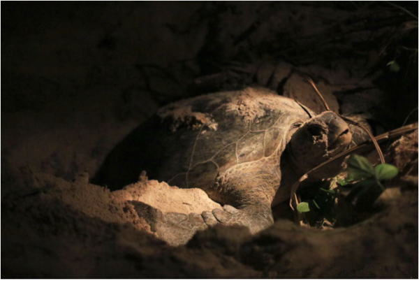从亚庇到山打根的航班一天3班:07:0007:45、13:2014:10、18:4019:30 45分钟就可以到达山打根。亚庇的还可以汽车过去也就4个小时。不过想想这时间4个小时果断放弃了。 套餐介绍 吉隆坡2日自由行+兰卡央4天3晚的套餐4200元/人 +西必洛1日游的套装30马币(约46多元人民币)。特别提醒:7、8月是度假村的旺季,套餐包括度假村预订,一日三餐,机场往返接送等一系列自由行服务。 行前准备 在路上 7月17日的早晨,一向爱赖床的我因为要出去玩,心情有点激动过了头,出奇的起得