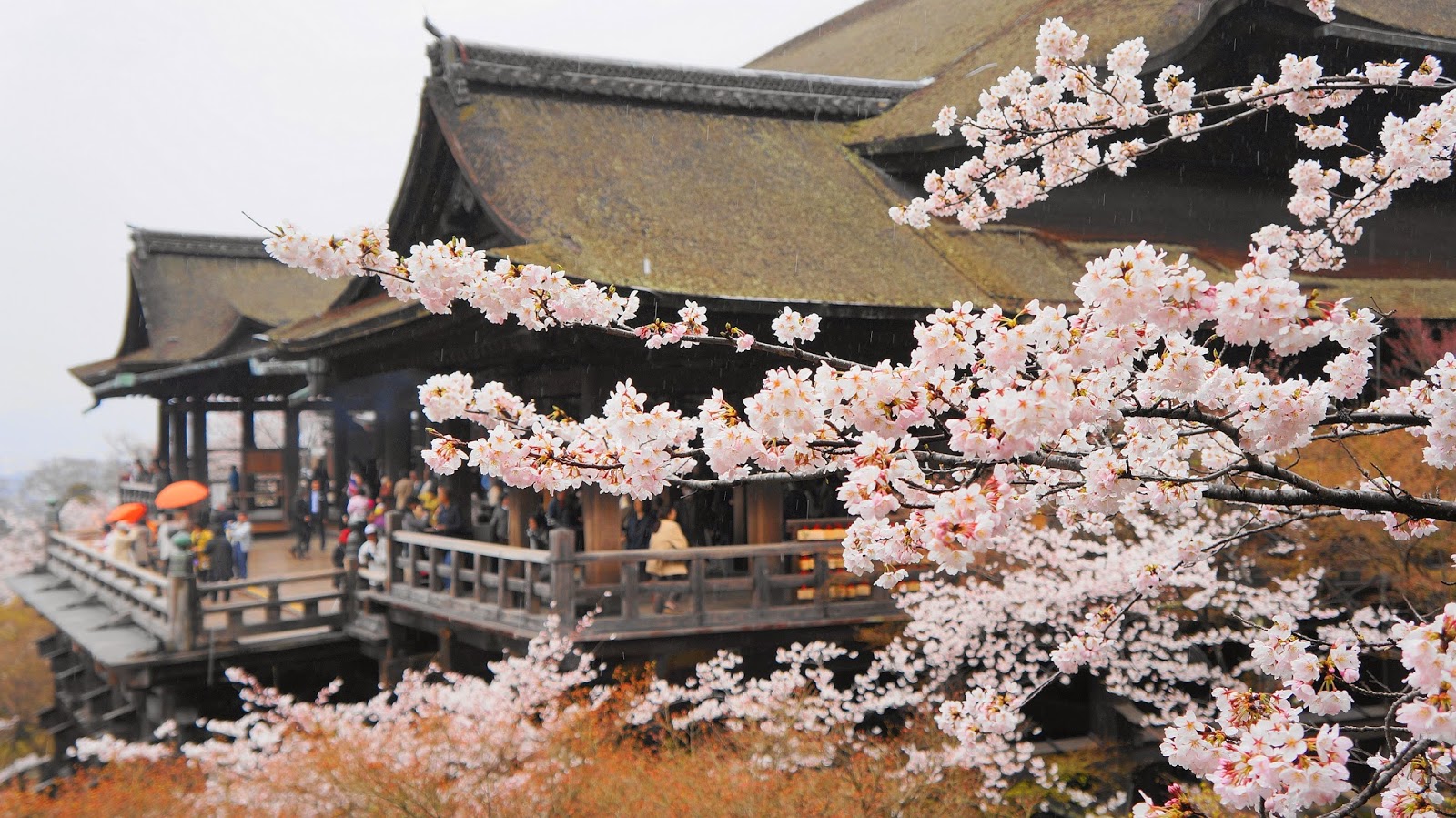 【繁花似锦 古都风情】京都赏樱1日游(清水寺 只园 花