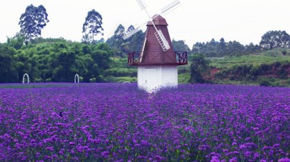 乐山紫馨花海门票