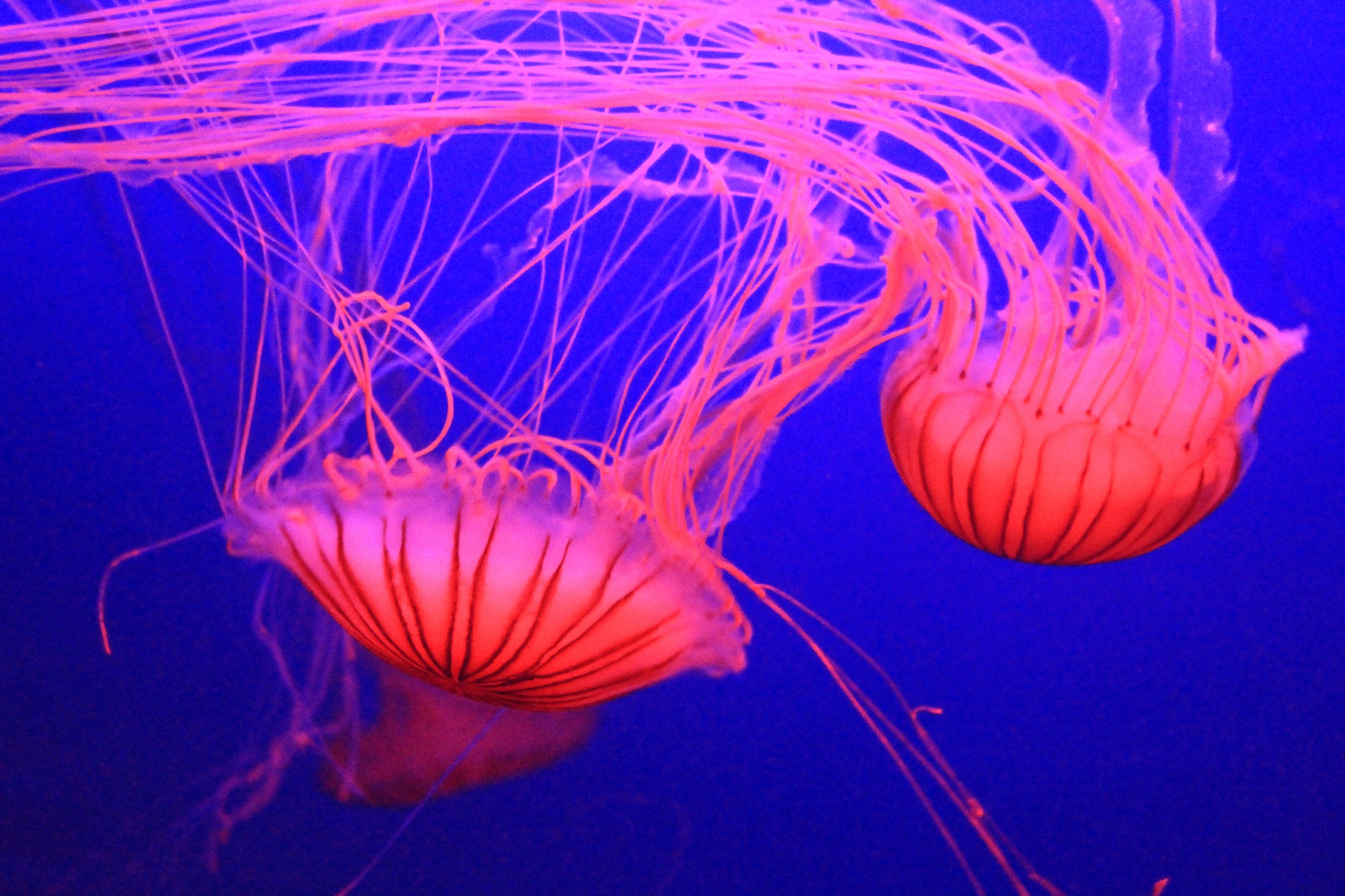 新加坡酒店_新加坡旅游景点_新加坡收入消费(2)