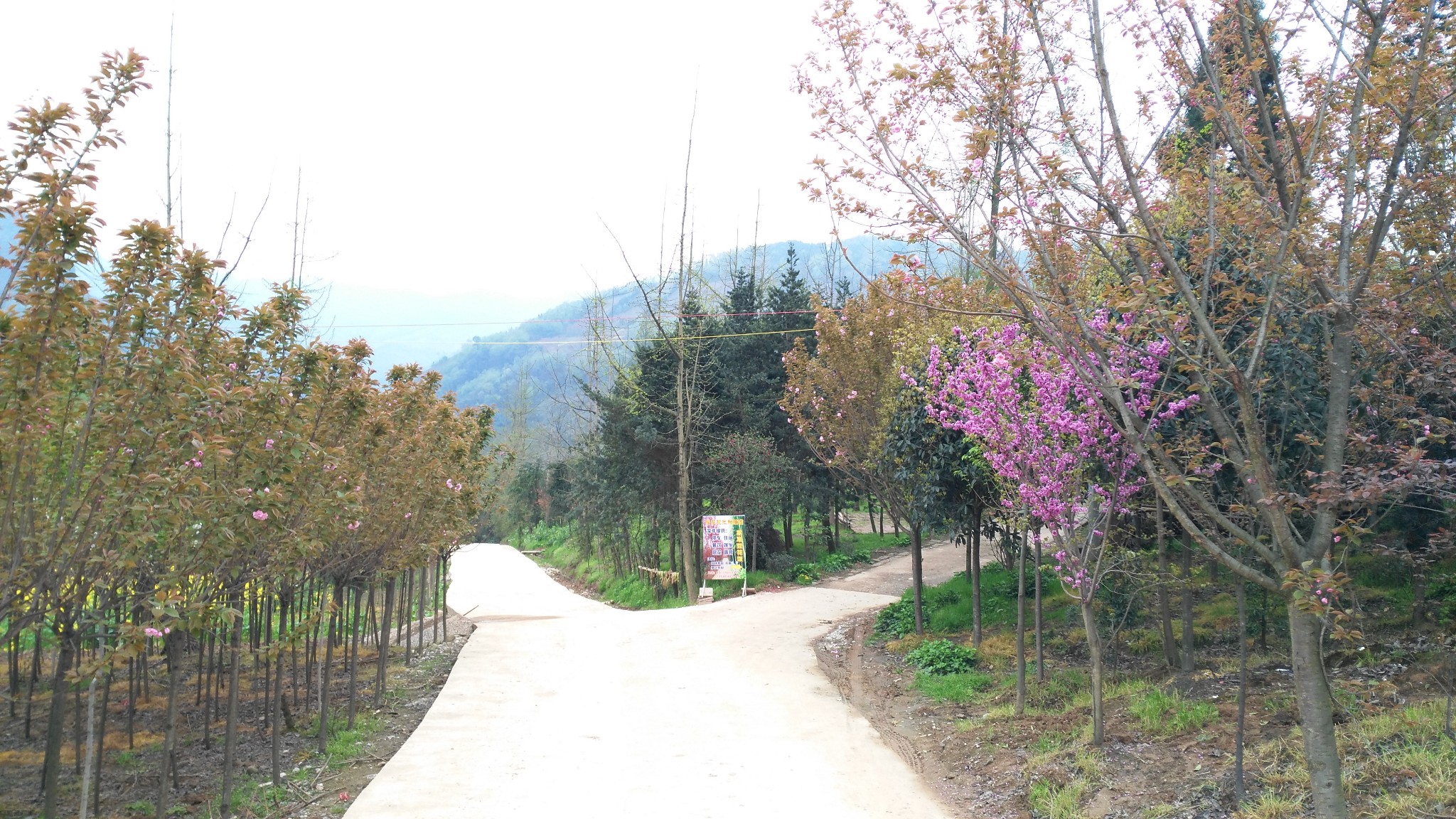 三郎镇樱花:那撒野的山上樱花啊,崇州自助游攻略 - 马