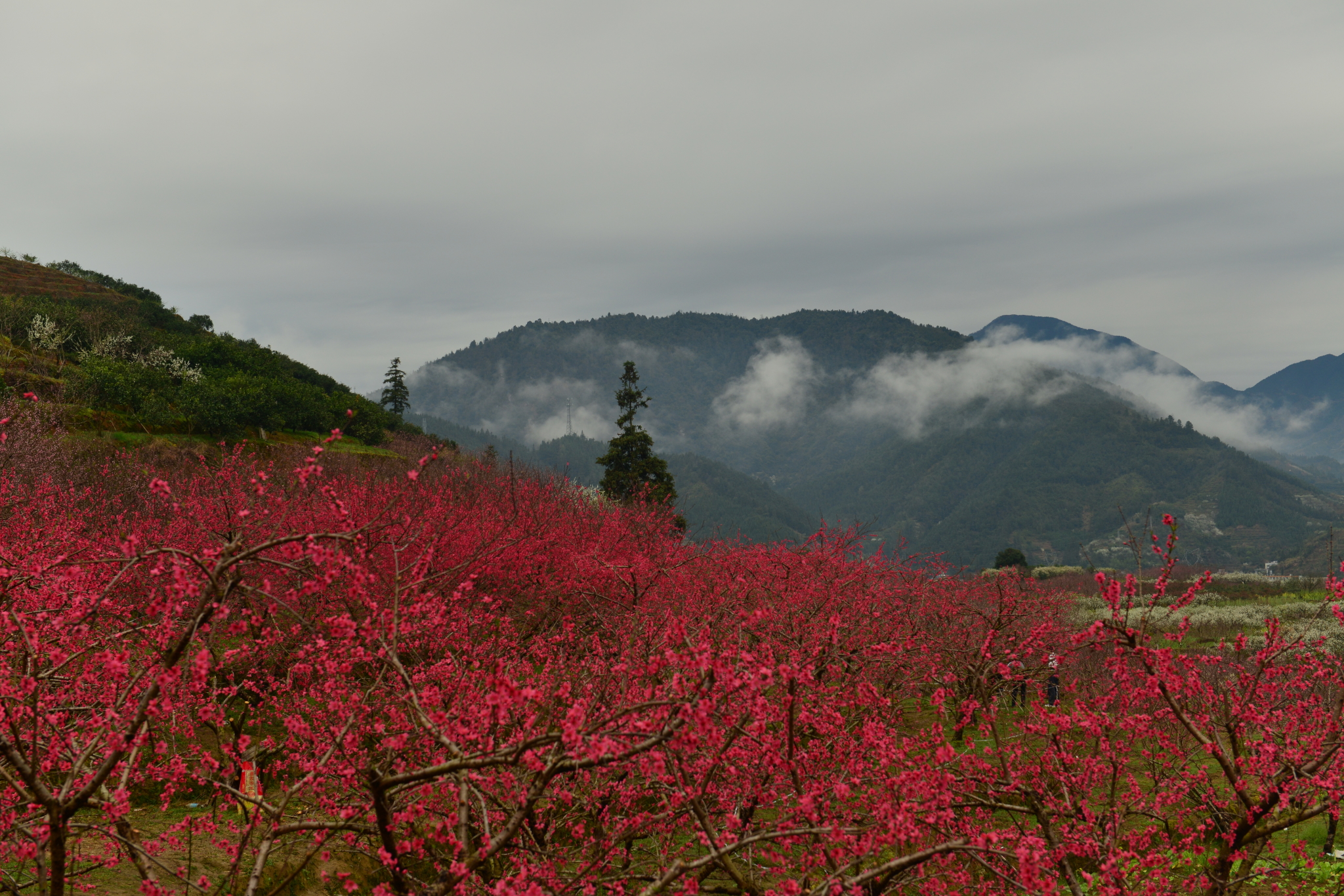 【美图美文】恋恋桃花源---乐昌九峰山桃花记