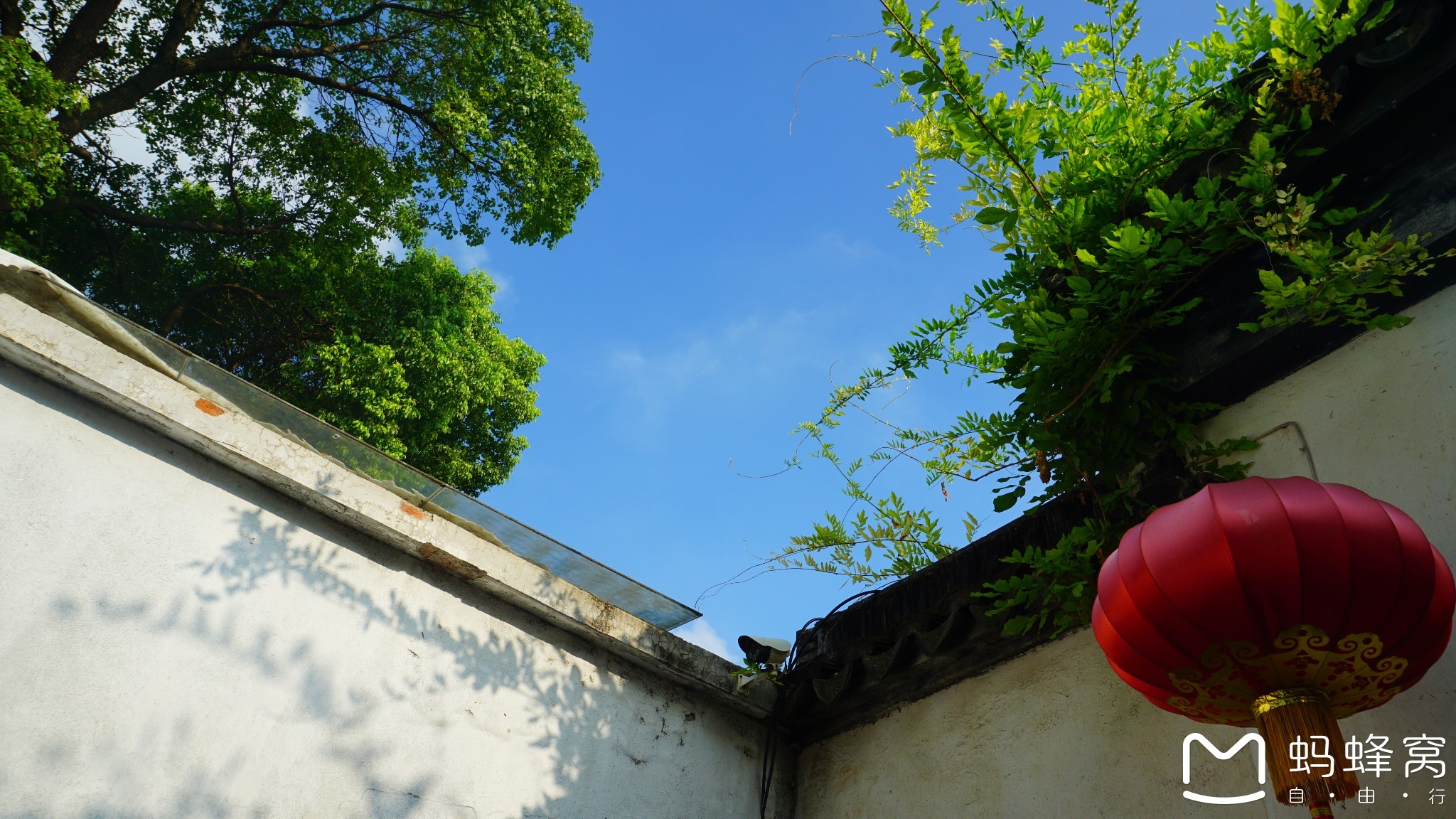 百年松树五月芭蕉猜一成语_芭蕉树图片(3)