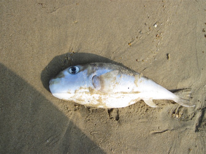 【石梅湾沙滩上被冲上岸的小鱼】