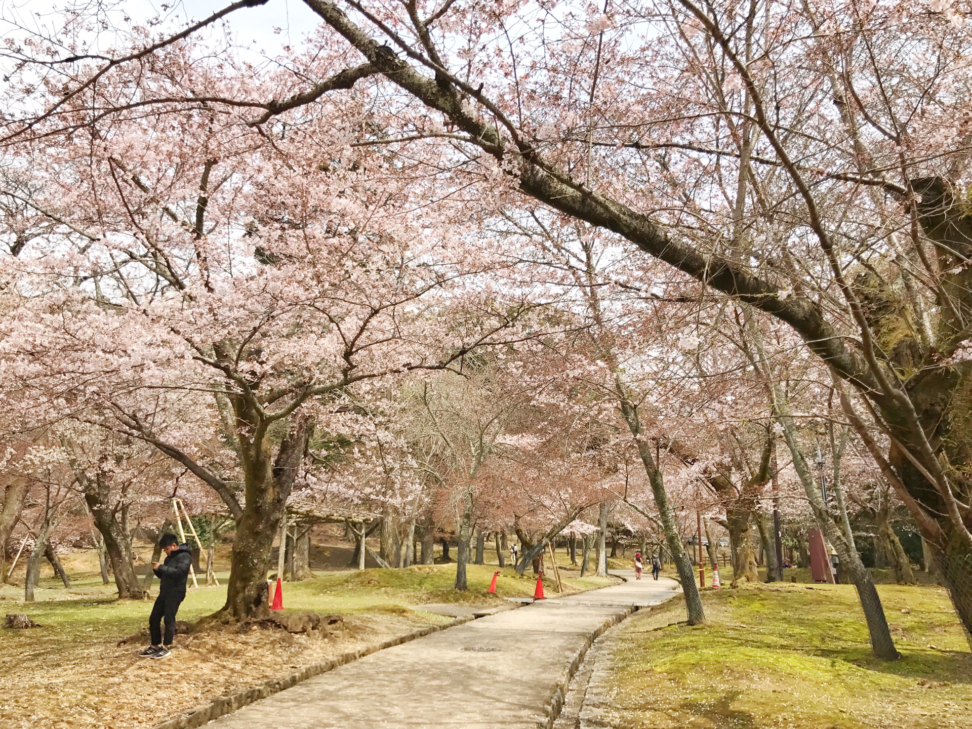 京都自助遊攻略