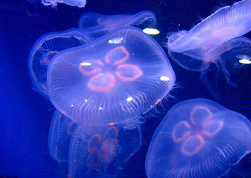 灯塔水母真的能活多久 wKgBZ1nGZFOAf7JnAAFze3I_ouY58.jpeg?imageView2%2F2%2Fw%2F510%2Fh%2F8000%2Fq%2F100