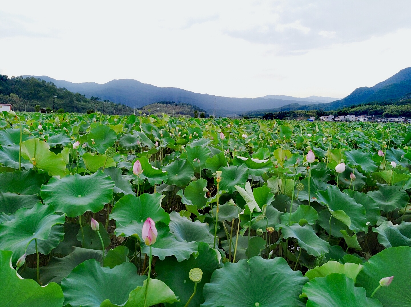 八月中旬厦门的天气状况~