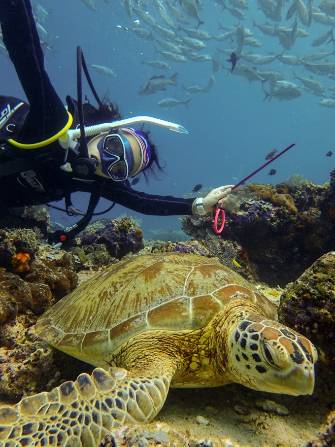 海龟寿命多长时间 wKgBZ1h3nbuAPvUNAA5hvym04lc36.jpeg?imageView2%2F2%2Fw%2F680%2Fq%2F90