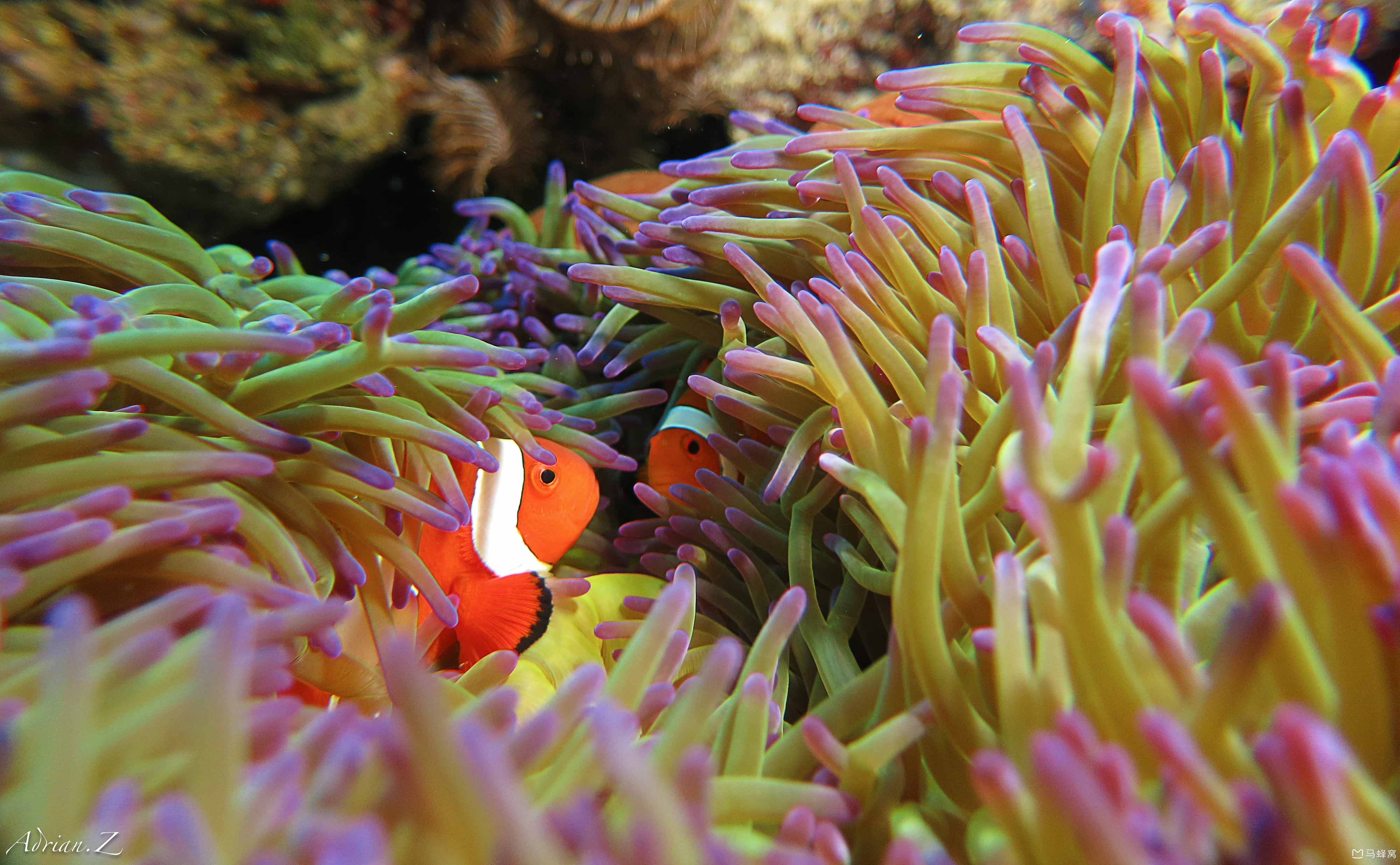 1,我认为拍好水下照片有两点前置条件最为重要:良好的潜水技术和熟练