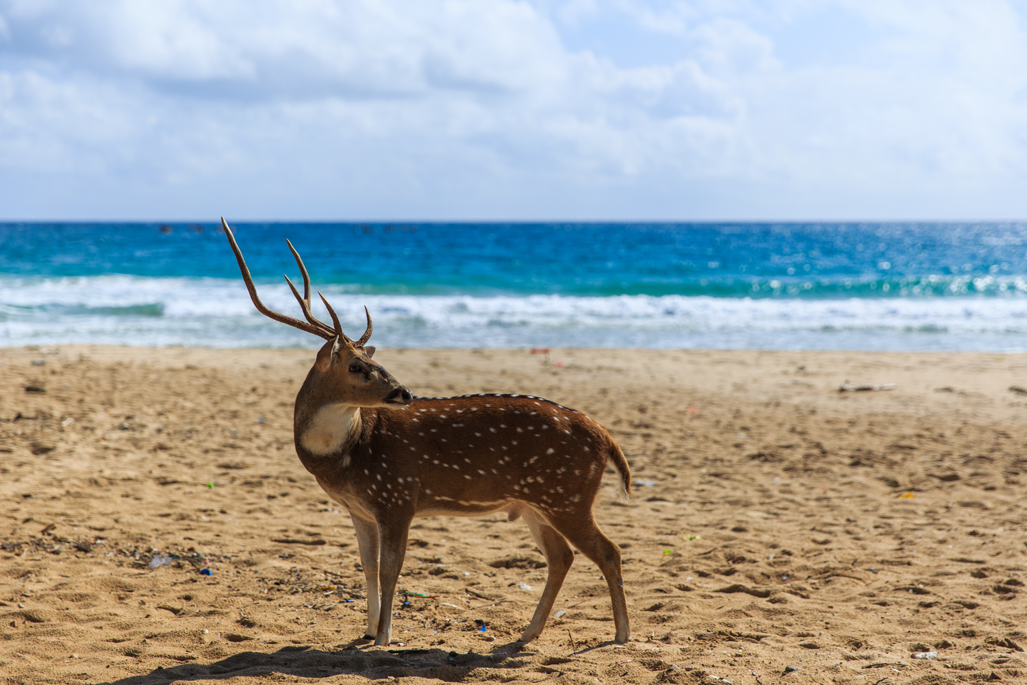 路上,海边沙滩上竟随处可见野生的梅花鹿.