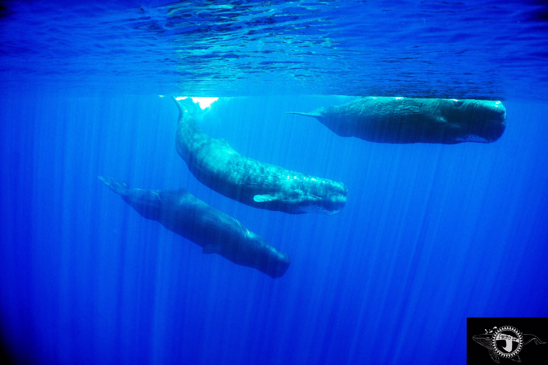 wKgBZ1mpD7aAHs23AAoLXELQOns42.jpeg?imageView2%2F2%2Fw%2F680%2Fq%2F90%7CimageMogr2%2Fstrip%2Fquality%2F90