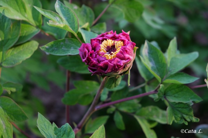 十三花是哪里的 wKgBZ1jnpJuAEnzoAAY7x_KPJ7w67.jpeg?imageView2%2F2%2Fw%2F680%2Fq%2F90